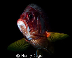 "Red Grouper" Taken at the Maldives with Olympus E-3, mac... by Henry Jager 